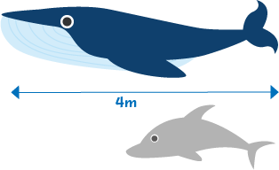 クジラのいる水族館はないの 日本や世界の水族館を調査 クジラの種類も 暮らし の