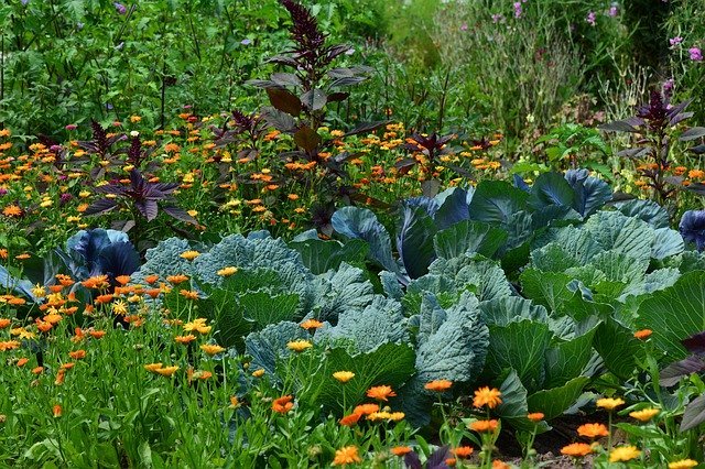 マリーゴールドを家庭菜園して虫除けしよう 害虫対策効果や育て方をご紹介 暮らし の