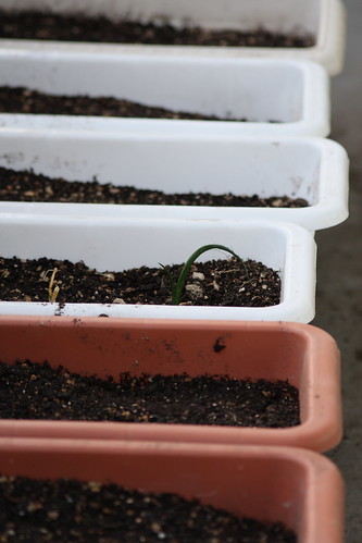 小松菜のプランターでの育て方講座 たった1ヶ月でたっぷり収穫する栽培方法とは 暮らし の