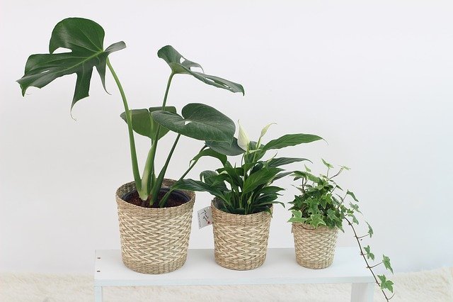 トイレに飾りたいおすすめ観葉植物１１選 育てやすくてお洒落な植物で運気もup 暮らし の