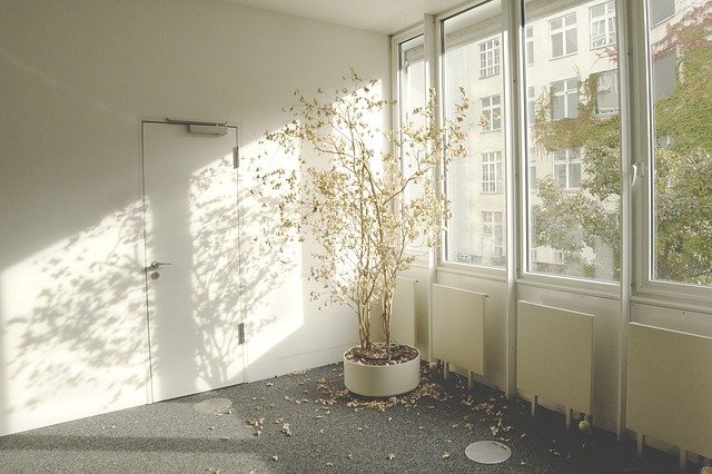 空気清浄効果のある観葉植物top７ 部屋にエコプラントを置いてスッキリさせよう 暮らし の