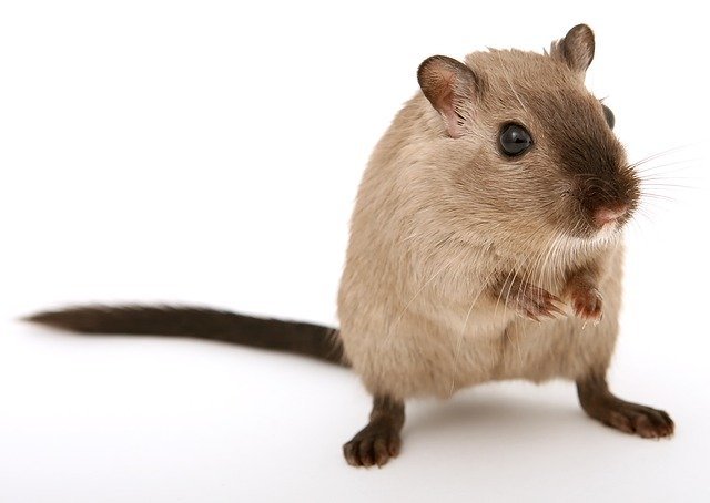 ペット ネズミ 餌 ネズミ捕りに効果のある餌はどれ？自分でできるネズミ捕りのやり方 ｜株式会社ミナト