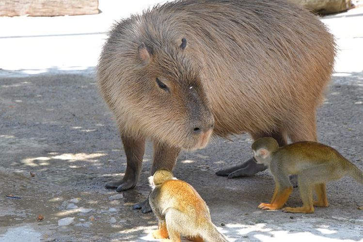 https://pixabay.com/photos/capybara-squirrel-monkey-play-5509760/