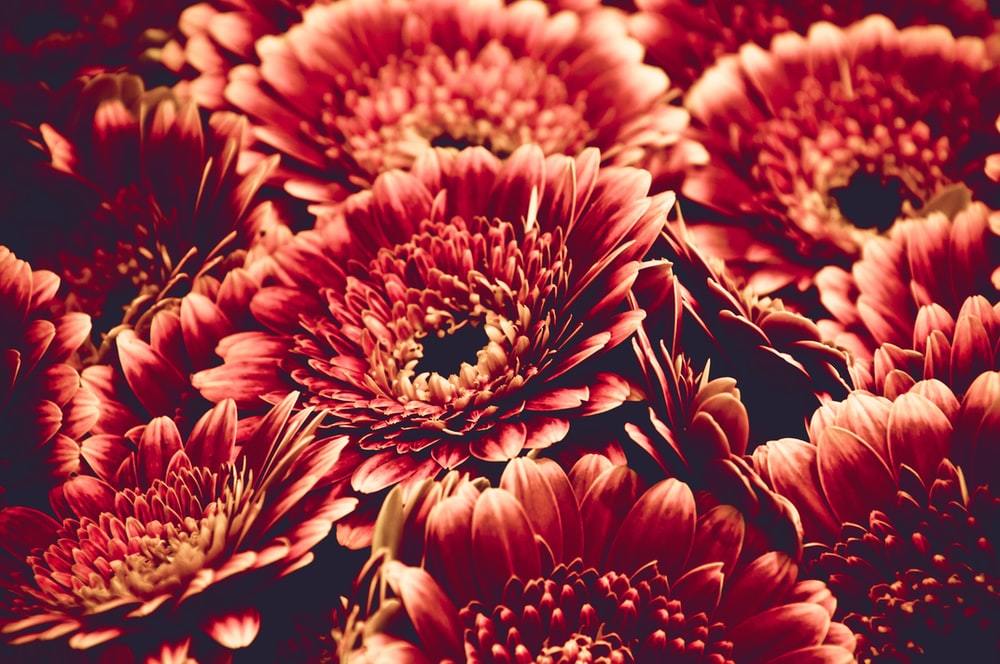 連載 この秋 茶色の花がかわいい 茶系のおしゃれカラーの切り花を一挙紹介 暮らし の