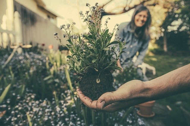 ビオラの育て方ガイド 長く咲かせる栽培のコツとお手入れ方法をご紹介 暮らし の