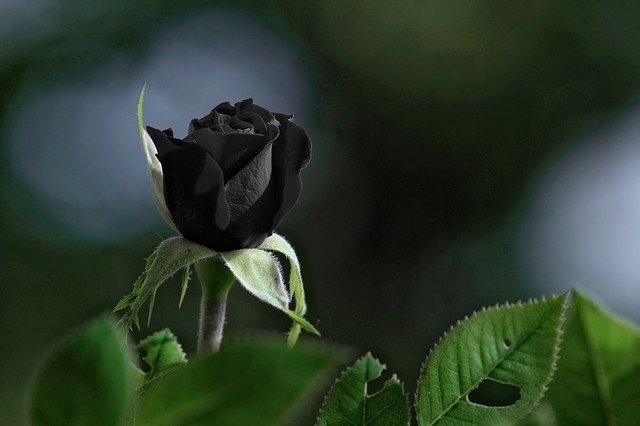 ガーデニングにも人気の黒い花7選 おしゃれでかっこいい黒い花を厳選 暮らし の