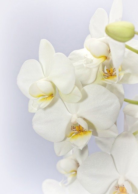 季節別 白い花の種類8選 気になる花の名前や花言葉も合わせてご紹介 暮らし の
