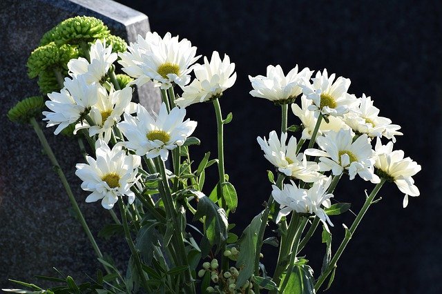 季節別 白い花の種類8選 気になる花の名前や花言葉も合わせてご紹介 暮らし の