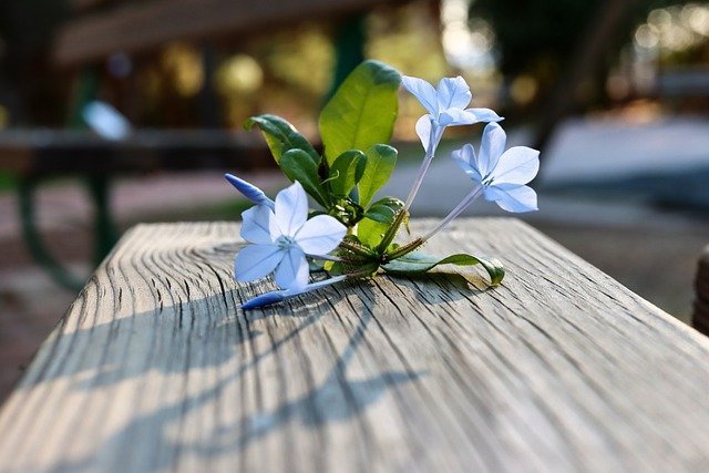 可愛らしい花で有名 ルリマツリ 瑠璃茉莉 はどんな花 その特徴や花言葉をご紹介 3ページ目 暮らし の