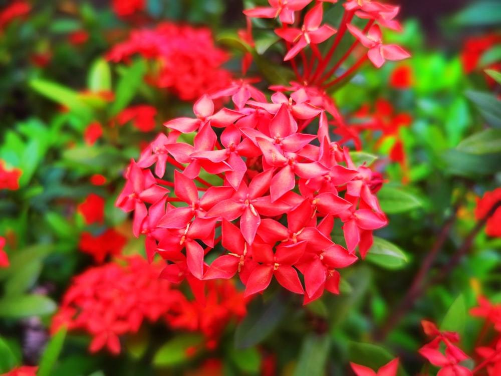 赤い花特集 春夏秋冬別に赤く咲く花の種類の名前や花言葉を一挙ご紹介 暮らし の