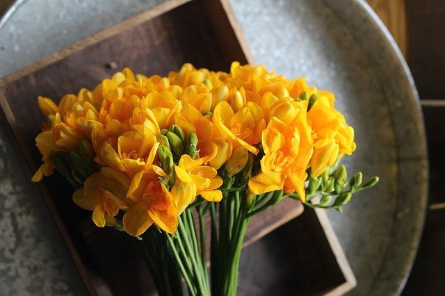 2月の誕生花を総まとめ 2月生まれの人に向ける花言葉や特徴をご紹介 暮らし の