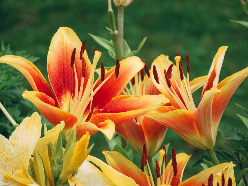 春夏秋冬別 オレンジ色の花22選 季節別に花の種類や花言葉をご紹介 暮らし の