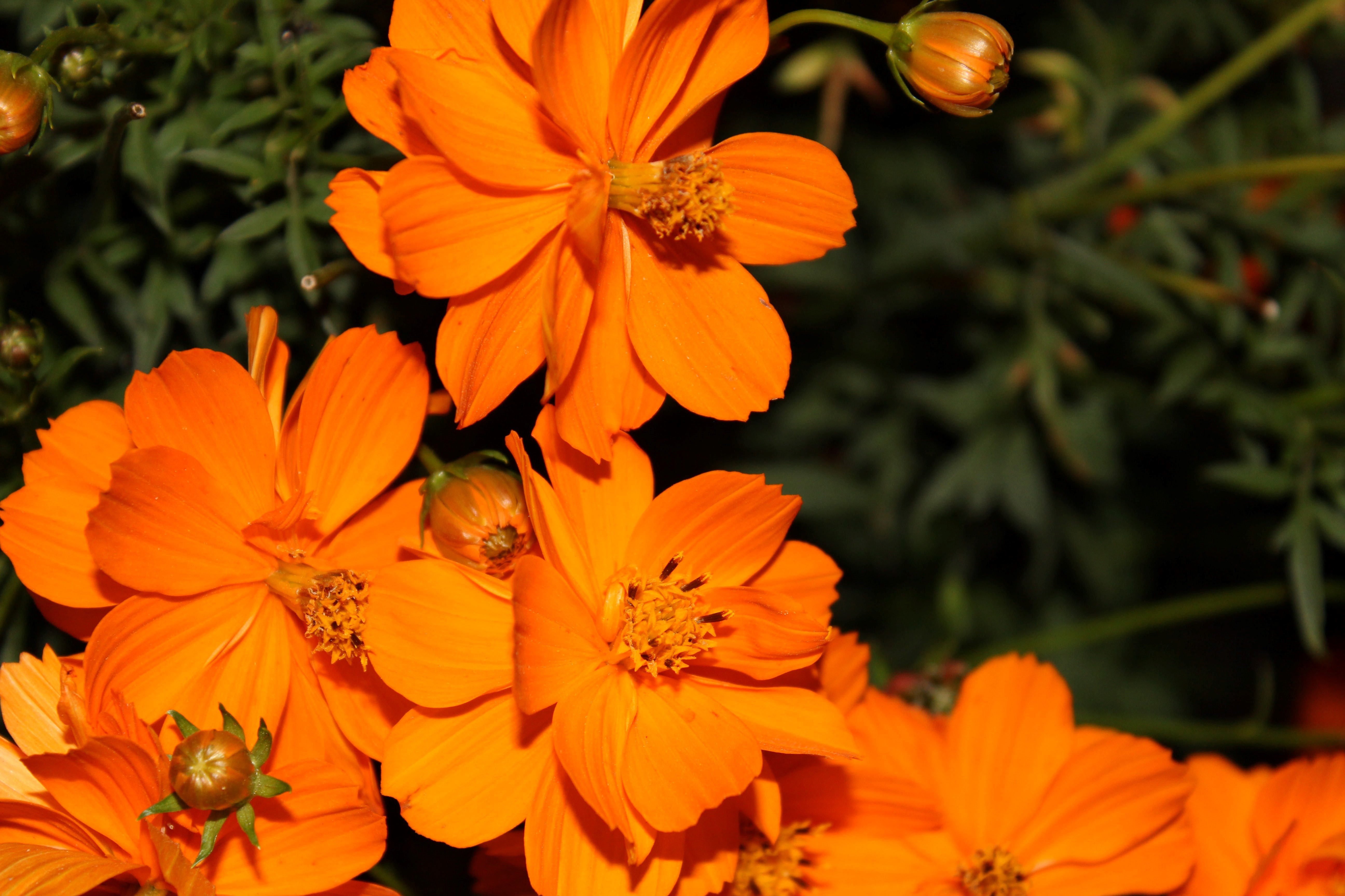 軽く 緩やかな 特権的 かわいい 花 オレンジ 広く 拡大する 過言