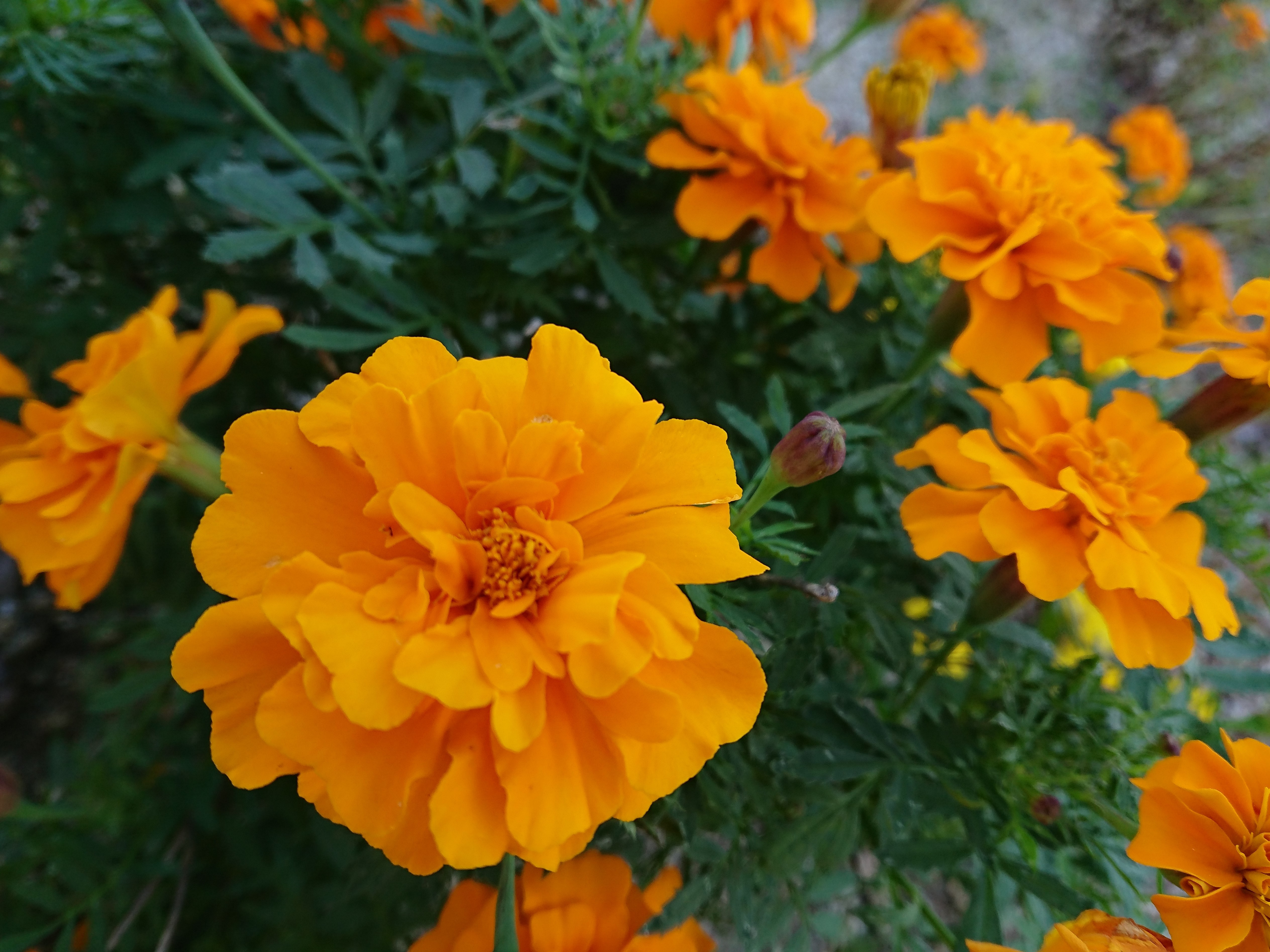春夏秋冬別 オレンジ色の花22選 季節別に花の種類や花言葉をご紹介 暮らし の