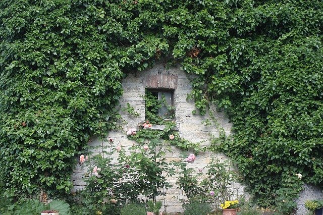 壁を彩るバラとつる植物
