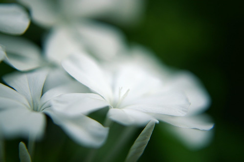 可愛らしい花で有名 ルリマツリ 瑠璃茉莉 はどんな花 その特徴や花言葉をご紹介 暮らし の