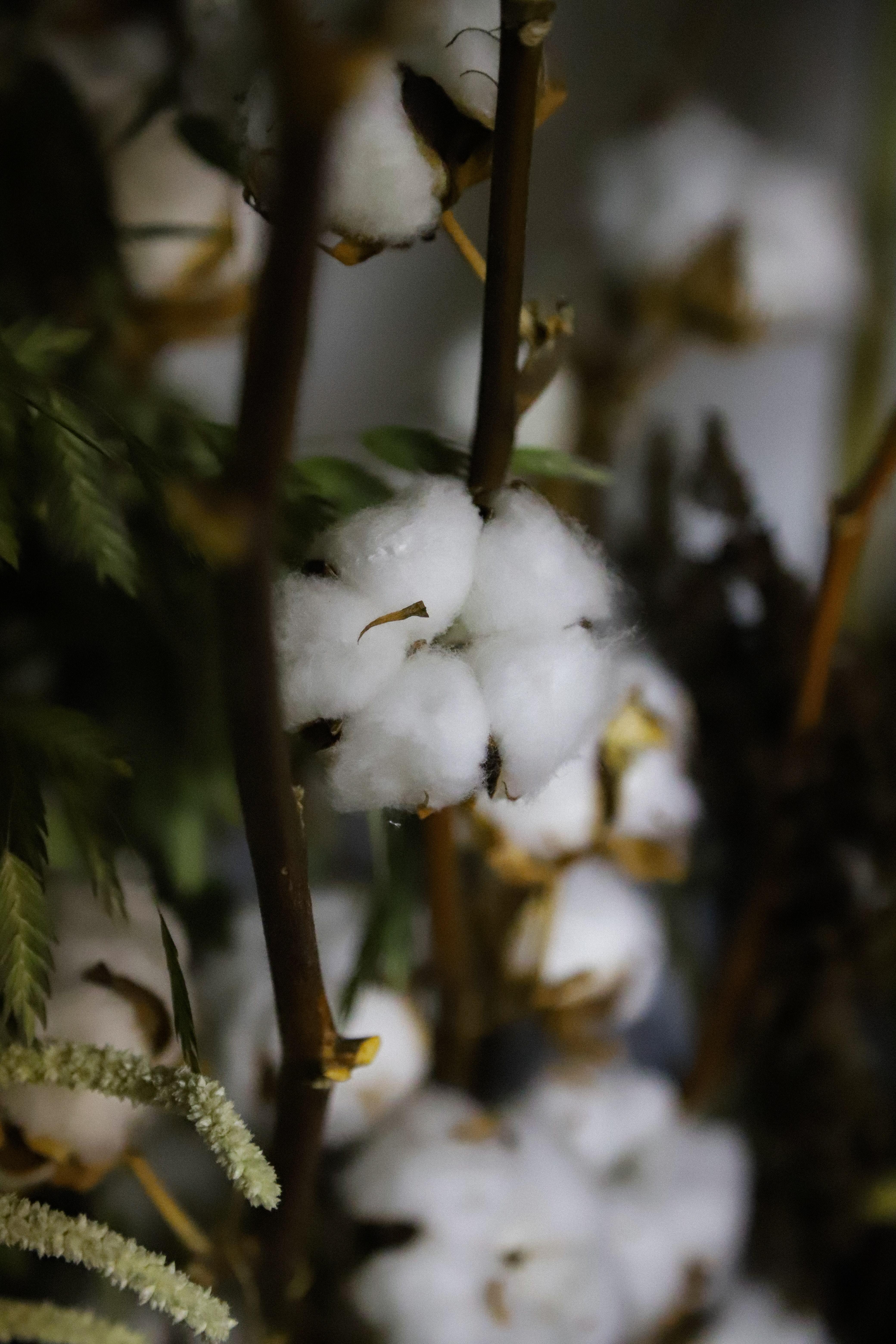 連載 実のあとにふわふわの綿が出現するコットンツリーの花言葉を解説 暮らし の