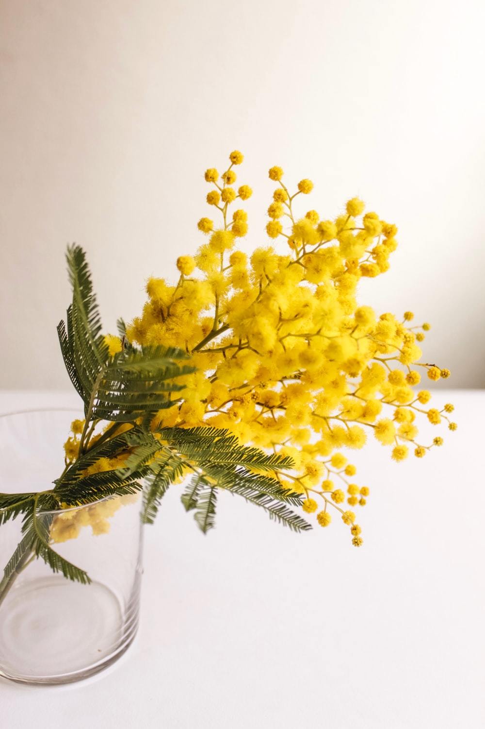 連載 春を感じる黄色い花15選 春のインテリアにはスプリングイエローを 暮らし の