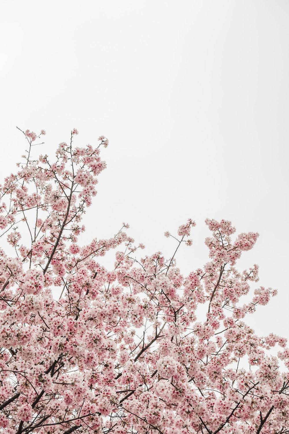 桜 サクラ の花言葉特集 品種別に意味や由来をご紹介 西洋の花言葉も 暮らし の