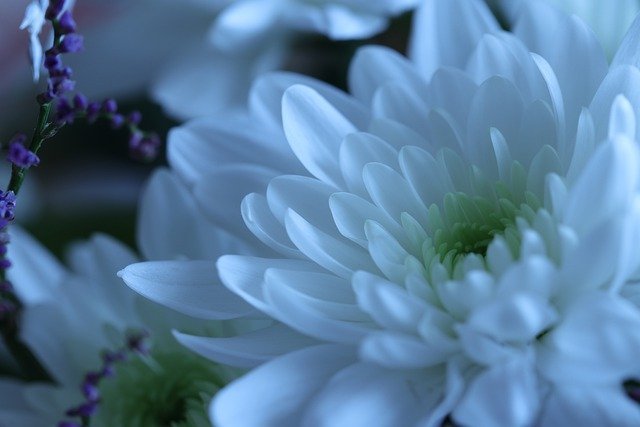 日本を象徴する花 菊 キク の花言葉とは その意味や由来 特徴をご紹介 暮らし の
