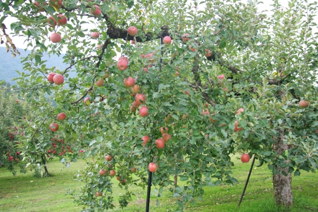 コツさえ掴めば家庭でも楽しめるりんご栽培 賢い育て方や摘果のポイントを解説 暮らし の