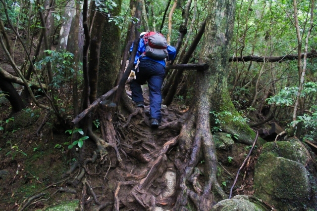 登り 下り別 登山で疲れにくい歩き方のコツを伝授 基本姿勢やペース配分も 暮らし の