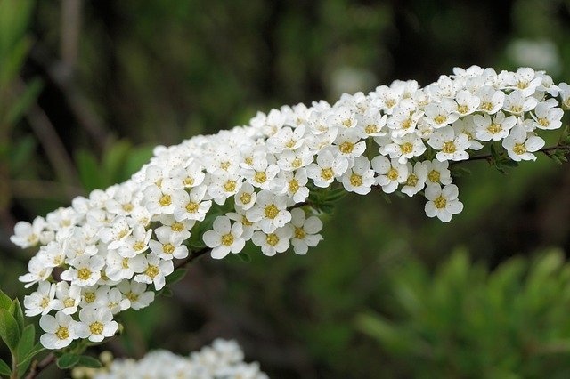 春に小さな白花を咲かせるコデマリ 小手鞠 の花言葉 誕生日プレゼントにピッタリ 暮らし の