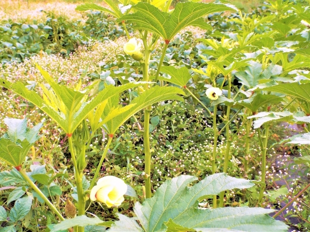 オクラ栽培のコンパニオンプランツ 一緒に育てることができる野菜や植物とは 暮らし の