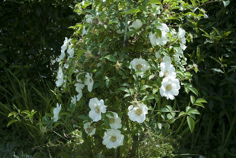 鉢植えもok 大きな白い花を咲かせるナニワイバラの育て方を解説 夏は乾燥に注意 暮らし の
