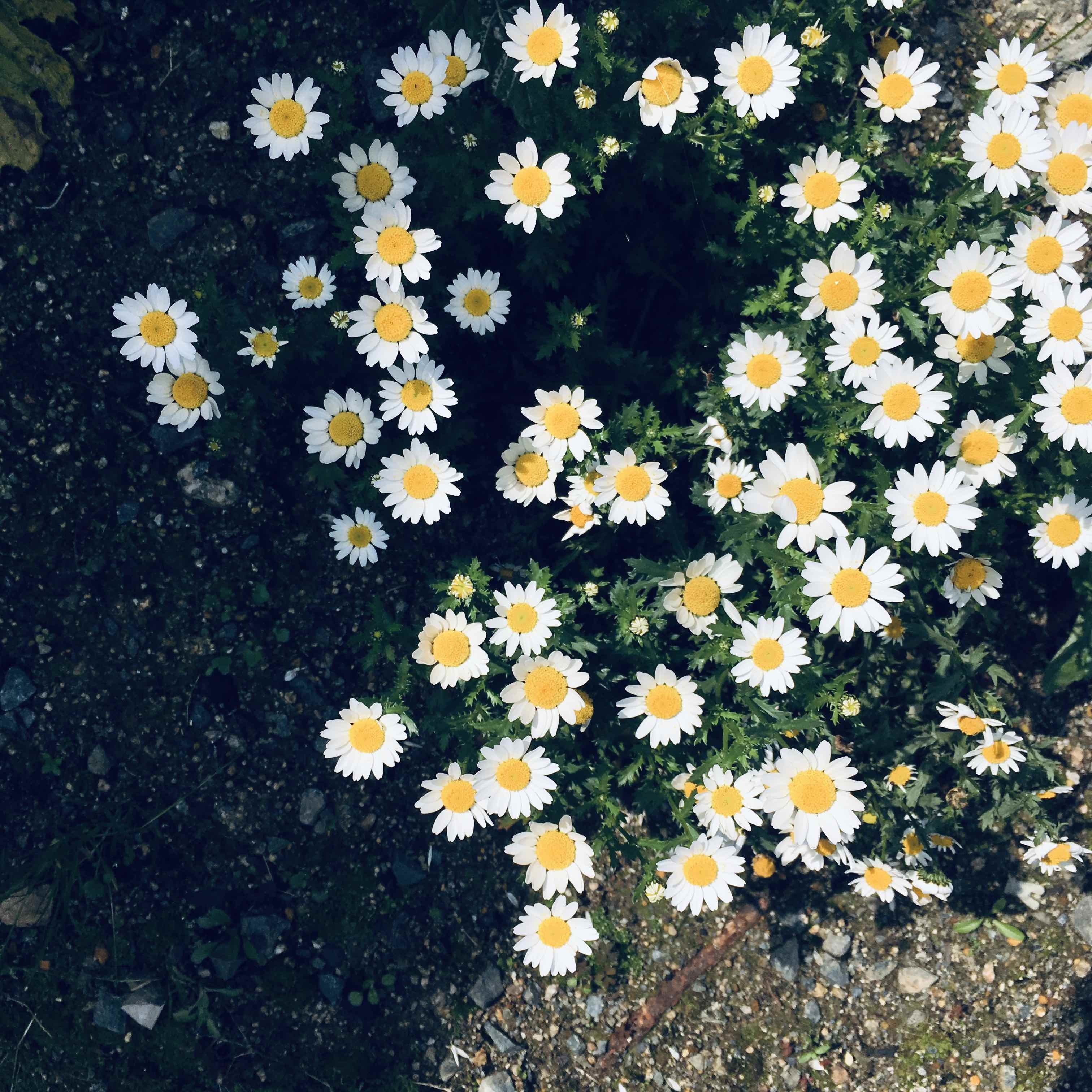 連載 こぼれ種でどんどん増える 春の花10選 ローメンテで楽しめる 暮らし の