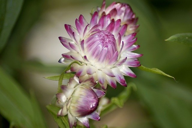 寄せ植えでシルバーリーフとして人気 花色の変化が面白いヘリクリサムの花言葉とは 暮らし の