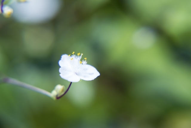純白のウェディングベールのようなブライダルベールの花言葉をご紹介 風水効果も 暮らし の