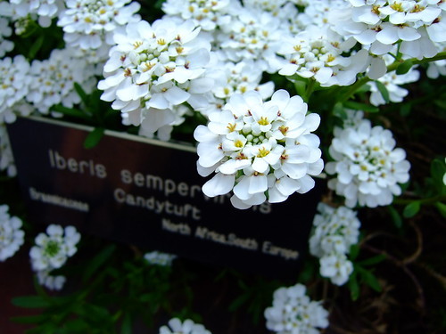 砂糖菓子風の可愛らしい花が特徴 イベリス キャンディタフト の花言葉をご紹介 暮らし の