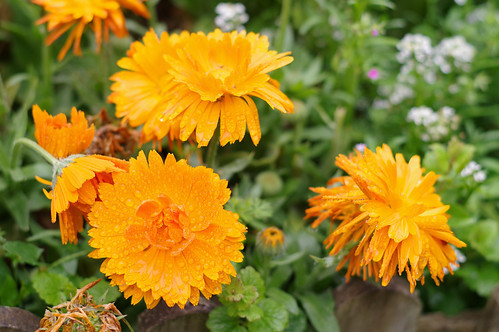 おしゃれな花壇作りに挑戦 季節別におすすめの花15選 レイアウト例もご紹介 暮らし の