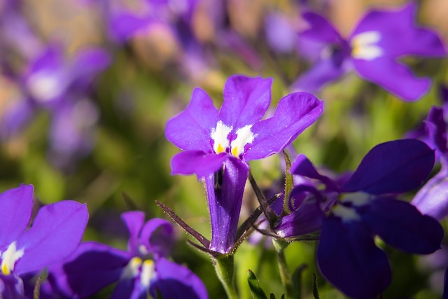 花壇を鮮やかに彩るロベリアの花言葉をご紹介 根の毒性に由来する怖い意味も 暮らし の