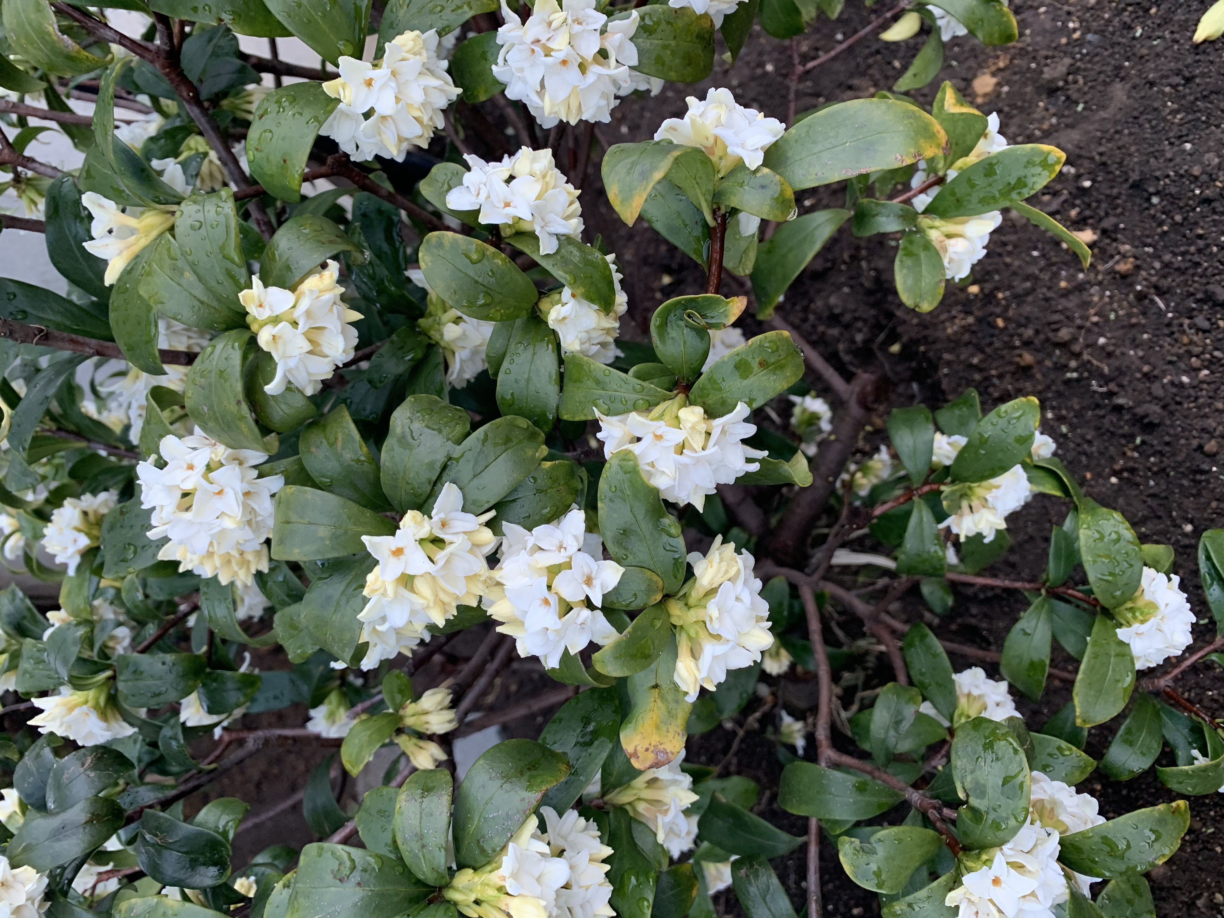 連載 甘い香りが春の訪れを告げるジンチョウゲの花言葉を解説 暮らし の