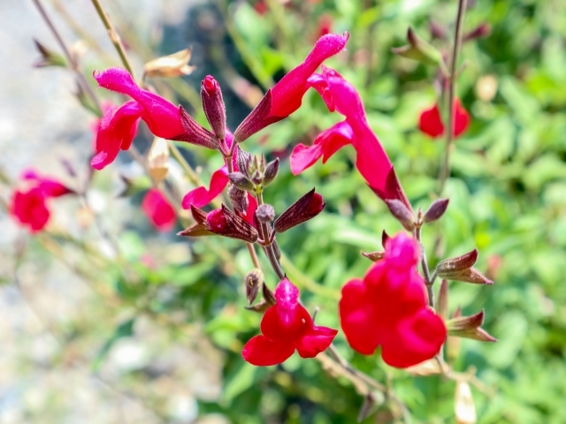 花壇を鮮やかに彩るロベリアの花言葉をご紹介 根の毒性に由来する怖い意味も 暮らし の