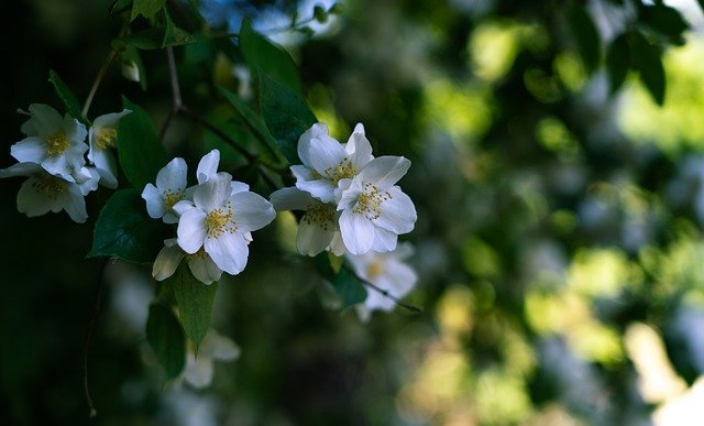 優雅で気品のある美しい ミニバラ の花言葉特集 その意味を色別にご紹介 暮らし の