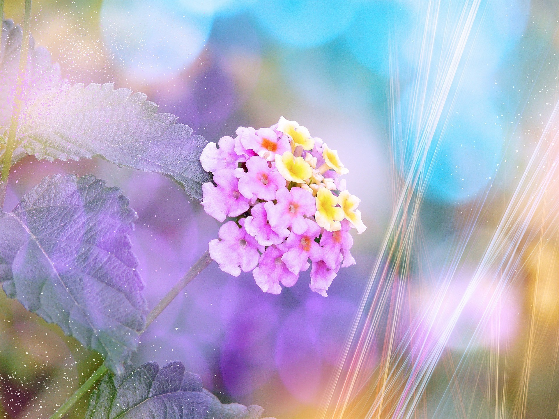 ランタナの花言葉とは 由来や特徴を色別にご紹介 自分に合う花を見つけよう 暮らし の