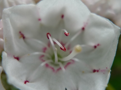 金平糖風の花の形が可愛らしいカルミアの花言葉をご紹介 怖い意味も要チェック 暮らし の
