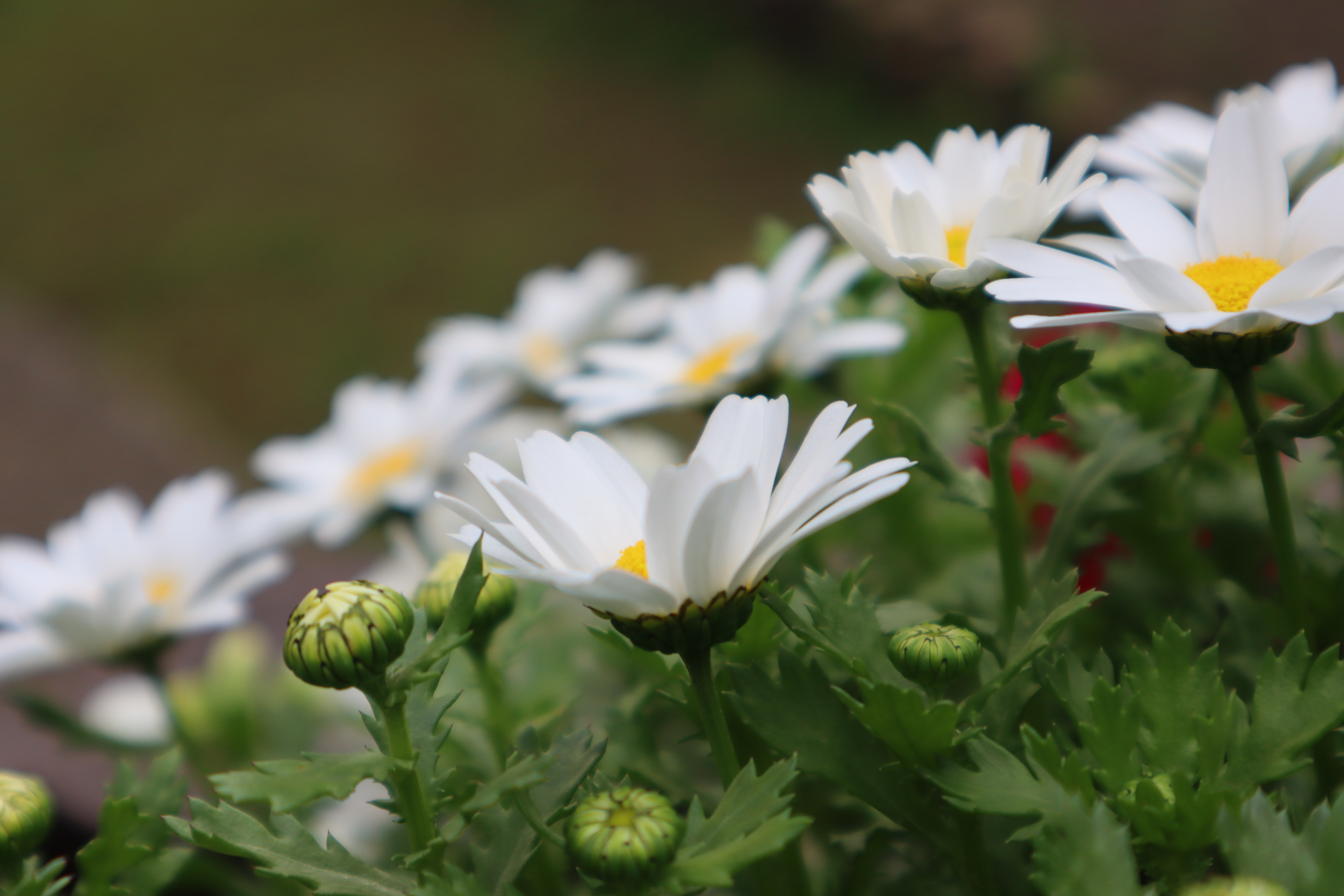 雪のような白い花が印象的 冬の訪れを告げるノースポールの花言葉を一挙ご紹介 暮らし の