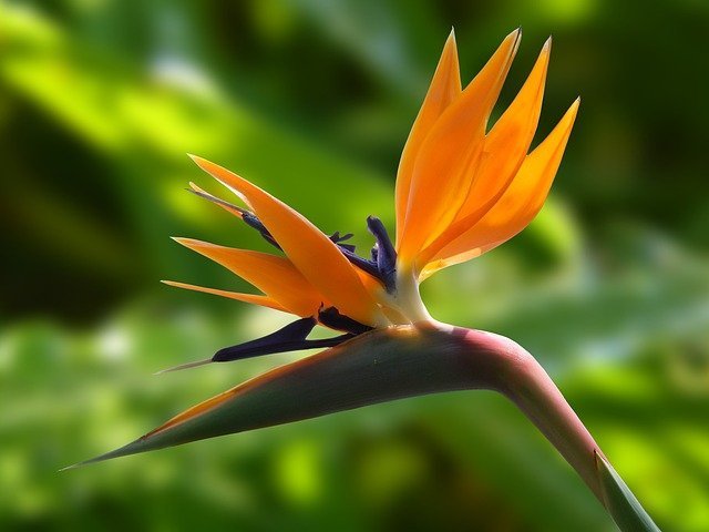 ストレリチア 極楽鳥花 の花言葉をご紹介 種類別の特徴や季節 開花時期も 暮らし の