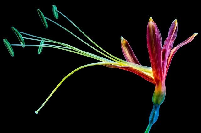 ストレリチア 極楽鳥花 の花言葉をご紹介 種類別の特徴や季節 開花時期も 暮らし の