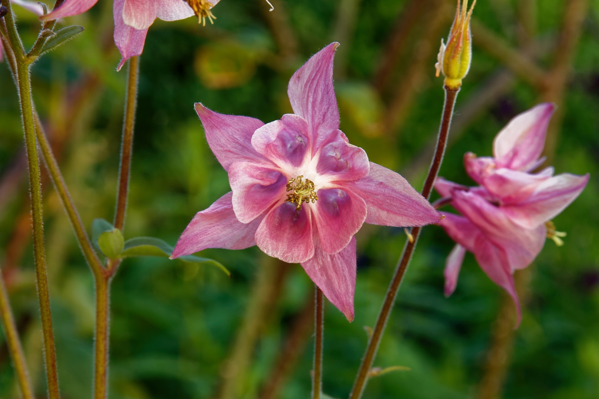 寒さに強く日陰でもよく育つオダマキ 苧環 の花言葉をご紹介 西洋の品種もある 暮らし の