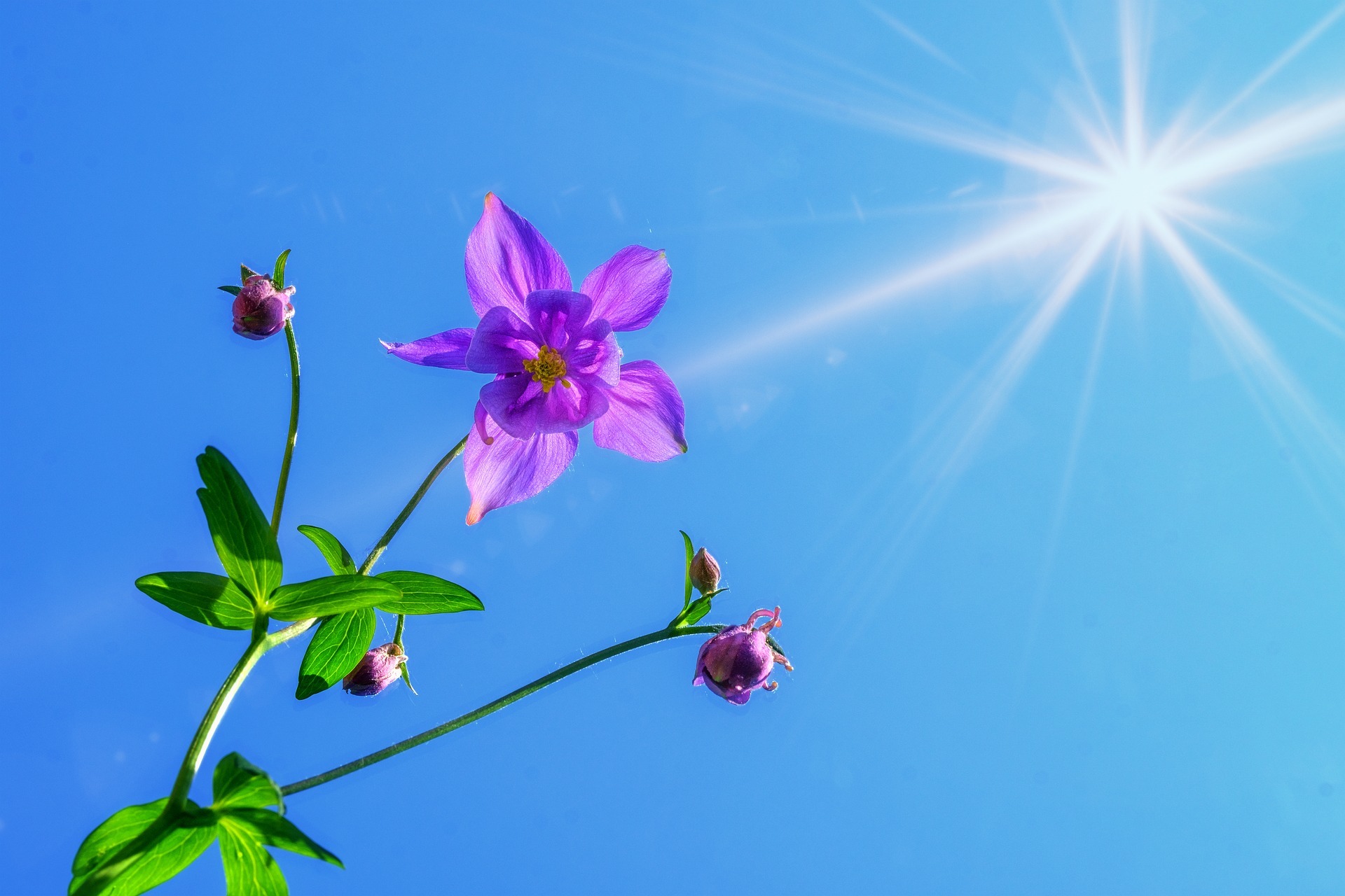 寒さに強く日陰でもよく育つオダマキ 苧環 の花言葉をご紹介 西洋の品種もある 3ページ目 暮らし の