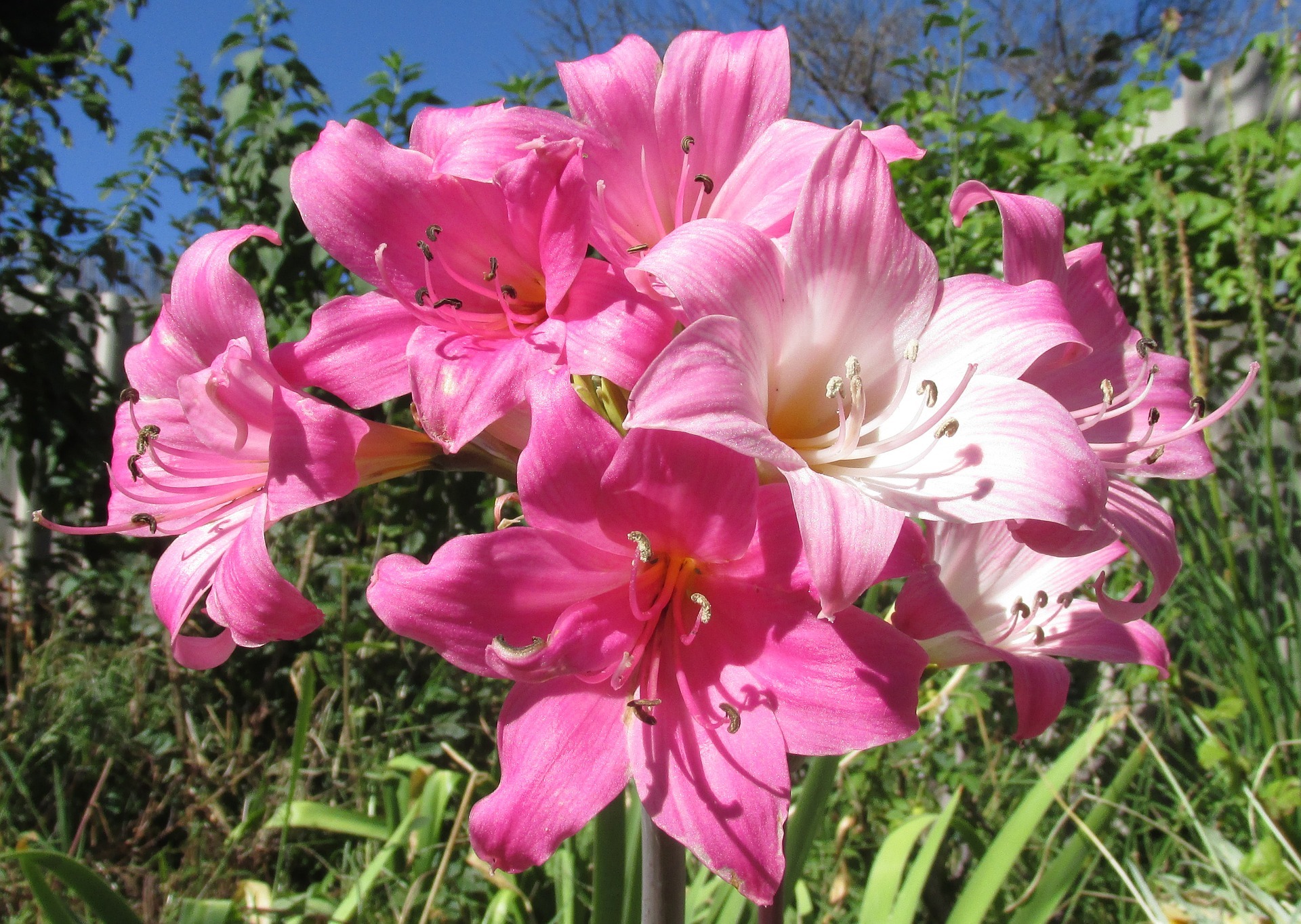 ベラドンナリリー アマリリス の花言葉とは 贈る際の注意点もご紹介 暮らし の