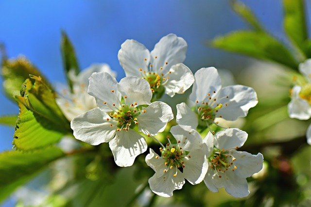 連載 花も実も愛されているリンゴの花の花言葉を解説 暮らし の