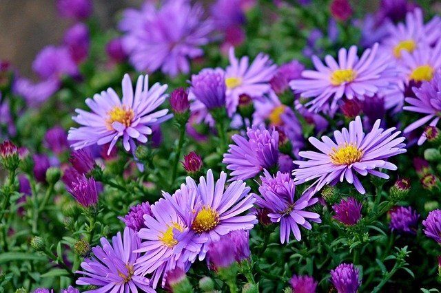 エゾギク アスター 特集 その花の特徴から気になる花言葉を色別にご紹介 暮らし の