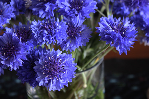 連載 ツタンカーメンに捧げられた青い花 ヤグルマギクの花言葉を解説 暮らし の