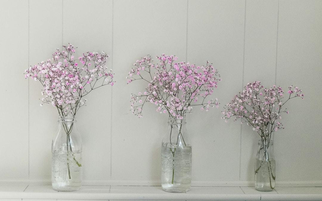 カスミソウの育て方講座 種類別の花色や綺麗に咲かせる環境作りの6つのコツを伝授 暮らし の